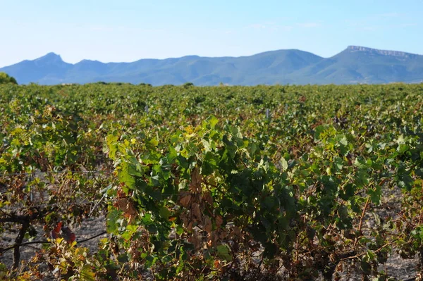 Hiszpania Pole Wina Jesiennych Kolorach — Zdjęcie stockowe