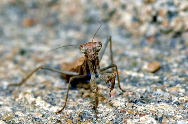 Insectos Mantis Insectos Presa — Foto de Stock