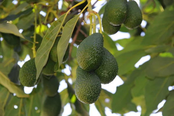 España Aguacates Árbol — Foto de Stock