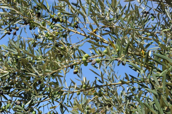 Espanha Azeitonas Árvore — Fotografia de Stock