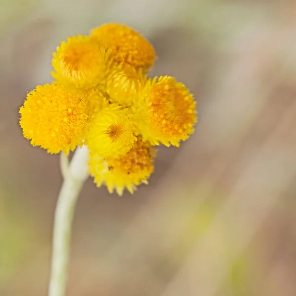 Австралійські Весняні Польові Квіти Жовті Бутони Billy Buttons Flower Chrysocephalum — стокове фото