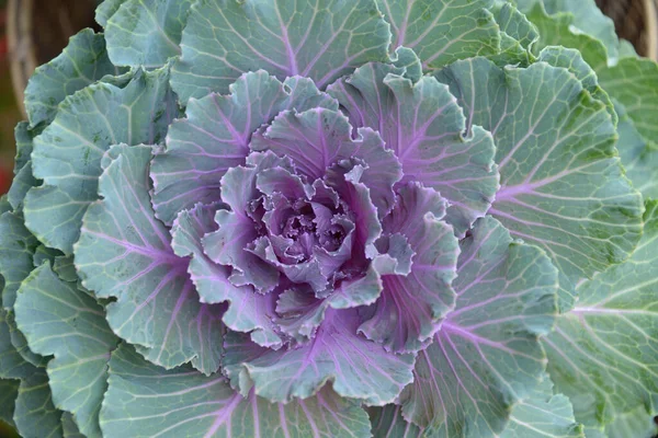 Ornamental Purple Kale Kool Tuin — Stockfoto