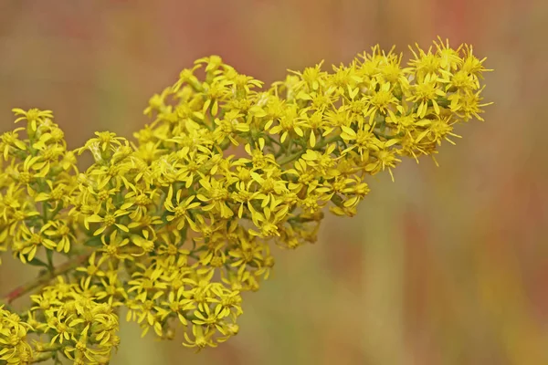 Schöne Blumen Blumiges Konzept Hintergrund — Stockfoto