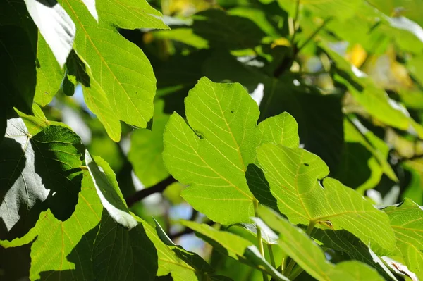 Figueira Folhas Verdes Árvore Árvore Fruto — Fotografia de Stock