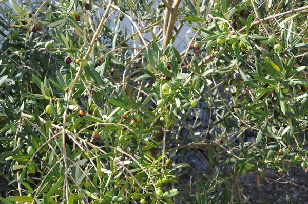 Spanien Oliven Baum — Stockfoto