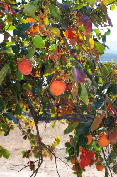 Ισπανία Kaki Tree — Φωτογραφία Αρχείου