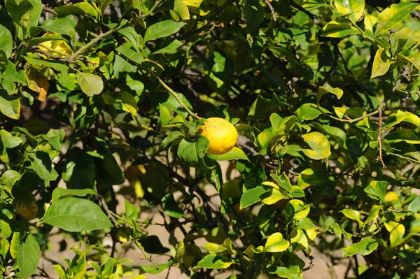 Španělsko Citrony Stromě — Stock fotografie