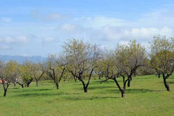 Испания Миндальные Деревья Весной — стоковое фото