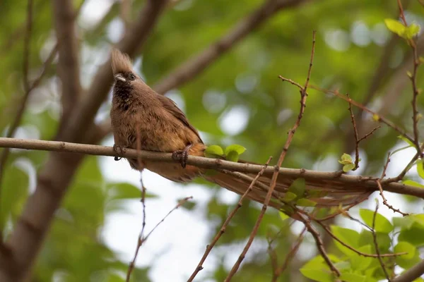 Malebný Pohled Krásného Ptáka Přírodě — Stock fotografie