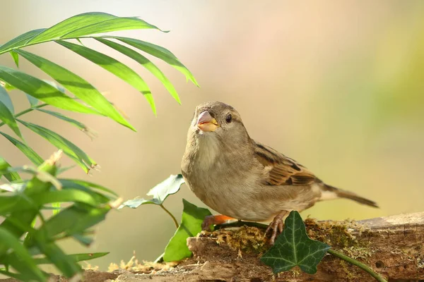 Common Sparrow Passeridae — Stock Photo, Image