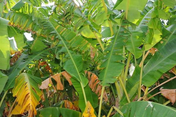 Plátano Tropical Con Hojas Verdes — Foto de Stock
