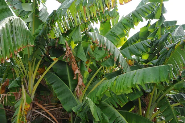 Τροπική Μπανάνα Πράσινα Φύλλα — Φωτογραφία Αρχείου