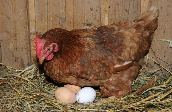 Hen Puts Egg — Stock Photo, Image