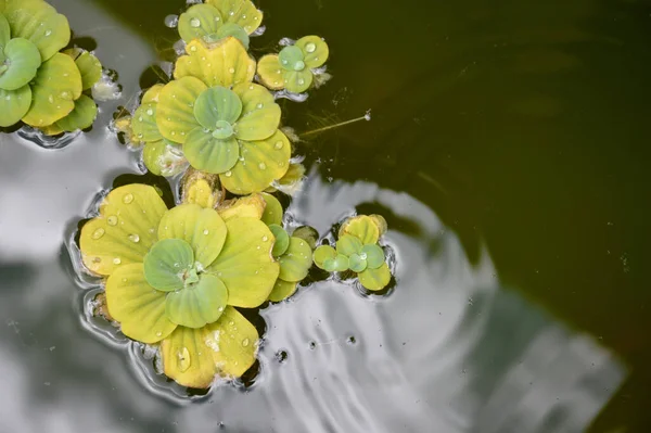 池に浮かぶ植物 — ストック写真