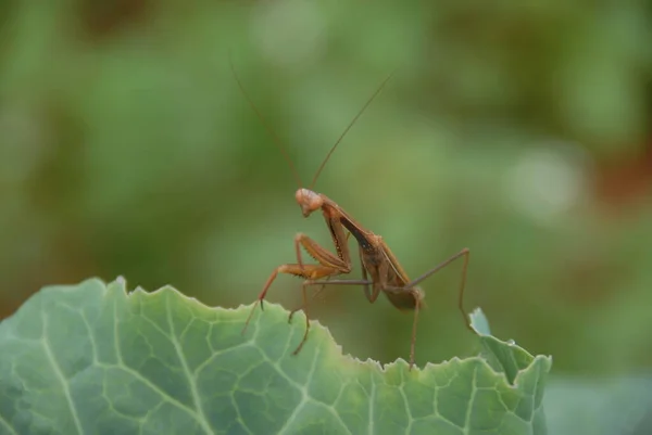 사마귀 — 스톡 사진