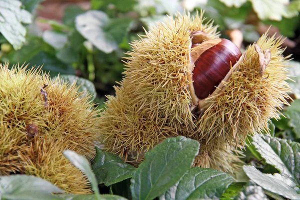 Castanha Doce Chão Floresta — Fotografia de Stock