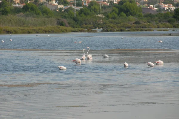 Vista Panorâmica Flamingos Majestosos Natureza — Fotografia de Stock