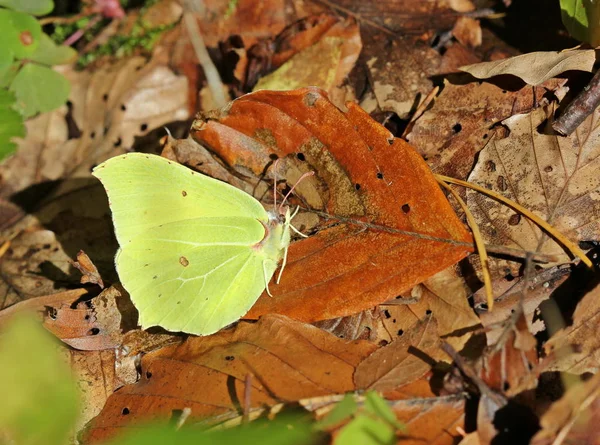 Αρσενικό Θειάφι Gonepteryx Rhamni Φθινόπωρο — Φωτογραφία Αρχείου