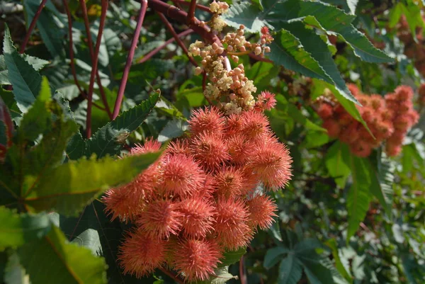 蚱蜢昆虫的特写宏观视图 — 图库照片