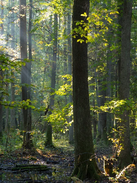 Höstlig Morgon Skogen Med Dimma Och Alder Träd — Stockfoto