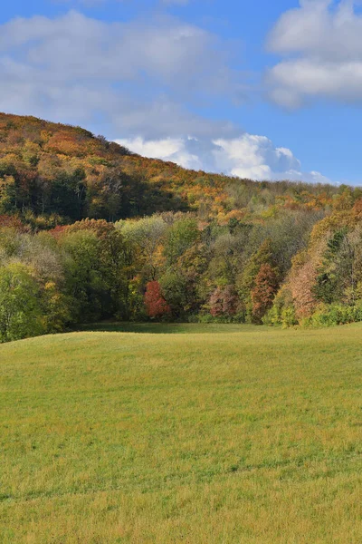 秋の森青い空の10月の風景 — ストック写真