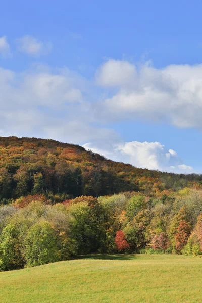 Bosque Otoño Paisaje Octubre Cielo Azul —  Fotos de Stock