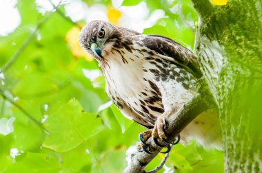 hawk hunting for a squirrel on an oak tree clipart