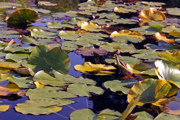 Lírio Água Folhas Flutuantes Lagoa Jardim — Fotografia de Stock