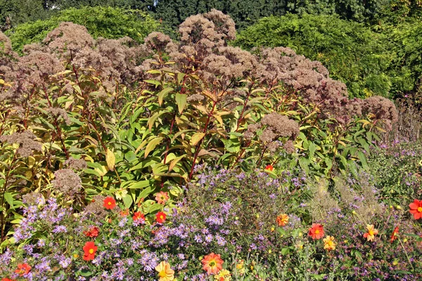 Плямистий Віночок Осінньому Саду — стокове фото