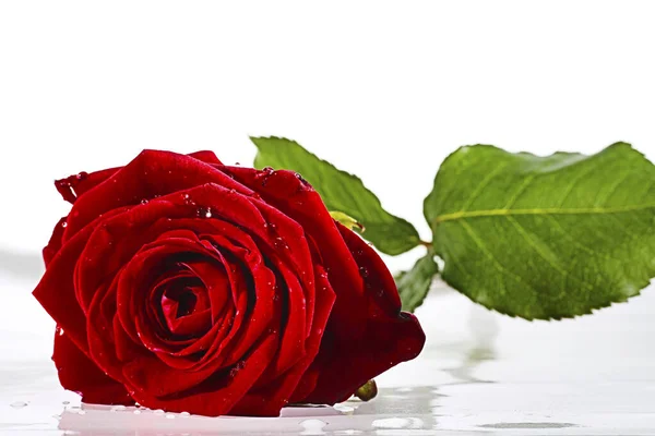 Κόκκινο Τριαντάφυλλο Λευκό Φόντο — Φωτογραφία Αρχείου