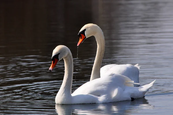 Vista Panorámica Los Cisnes Majestuosos Naturaleza — Foto de Stock