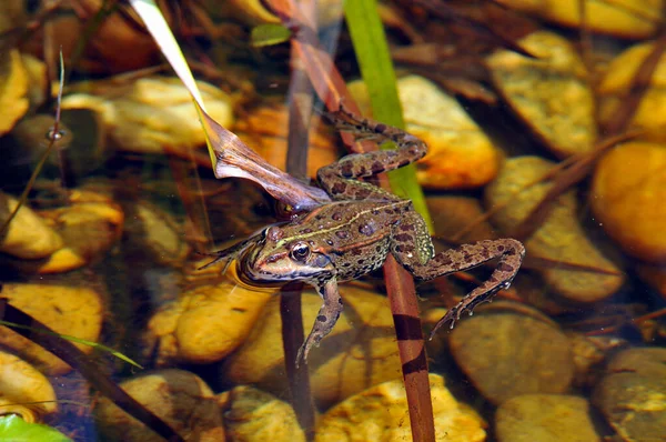 Grenouille Tropicale Amphibien — Photo