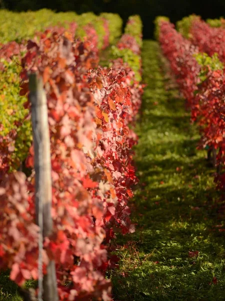 Vineyard Agriculture Flora Countryside — Stock Photo, Image