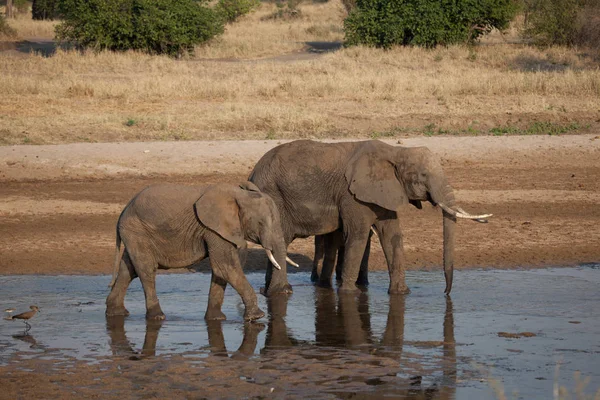 Sloni Savaně Pouštní Sloni — Stock fotografie