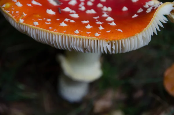 Growing Mushrooms Forest Nature Background — Stock Photo, Image