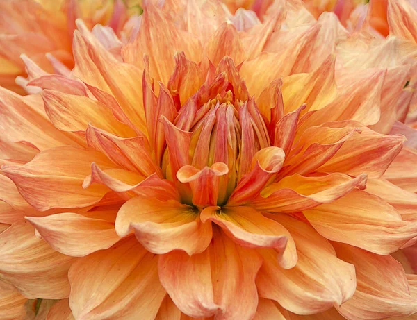 Floración Una Flor Dalia Color Orang Una Dalia Color Naranja — Foto de Stock