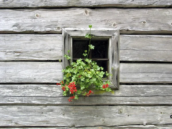 Παράθυρο Blockhouse Floral Διακόσμηση Ramsau Styria Austria — Φωτογραφία Αρχείου