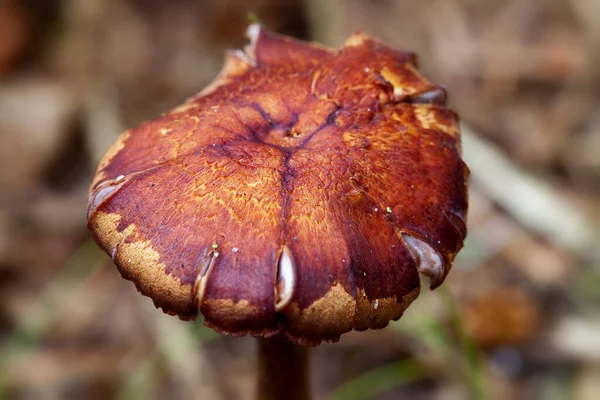 Immagine Fungo Tema Micologia Macroscatto — Foto Stock