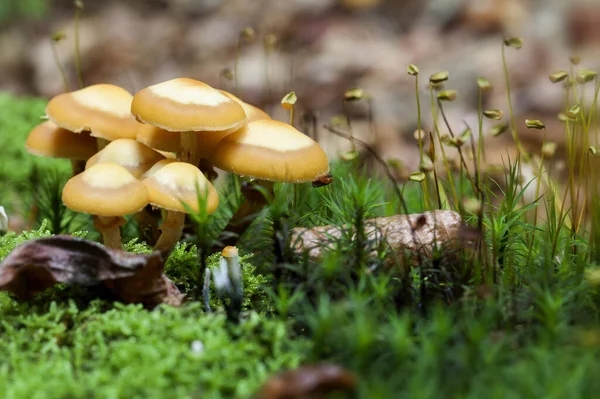 Stockbreed Kuehneromyces Entre Musgo Macro Shot — Foto de Stock