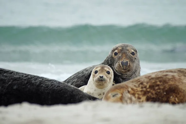 Animais Jovens Foco Seletivo — Fotografia de Stock