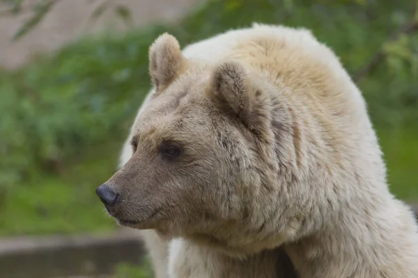 Animal Urso Branco Predador — Fotografia de Stock