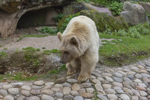 Animal Urso Branco Predador — Fotografia de Stock