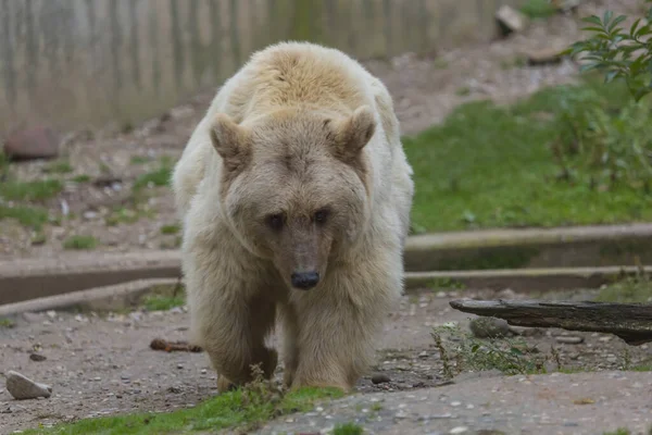 白熊動物捕食者 — ストック写真