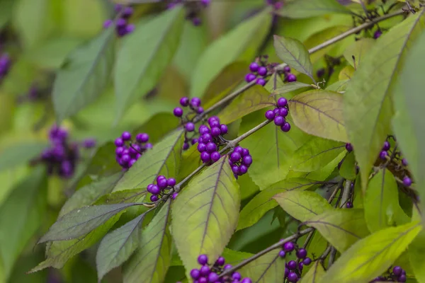 Mooi Botanisch Schot Natuurlijk Behang — Stockfoto