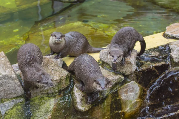 Encerramento Animais Jardim Zoológico — Fotografia de Stock