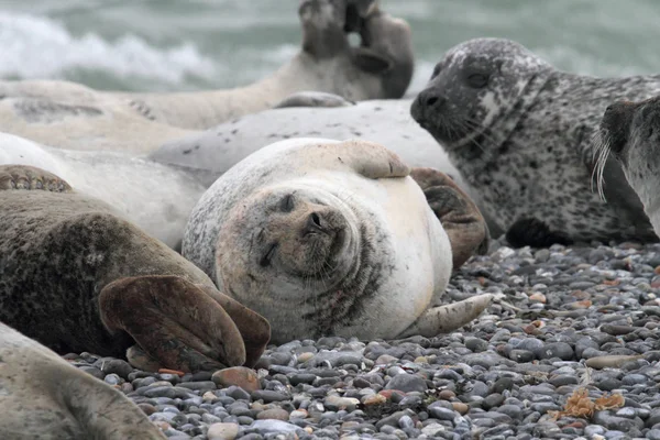 Guarnizioni Sulla Spiaggia Ghiaia — Foto Stock