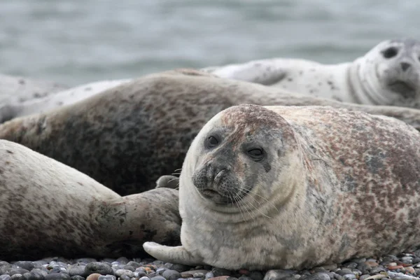 Zeehonden Het Kiezelstrand — Stockfoto