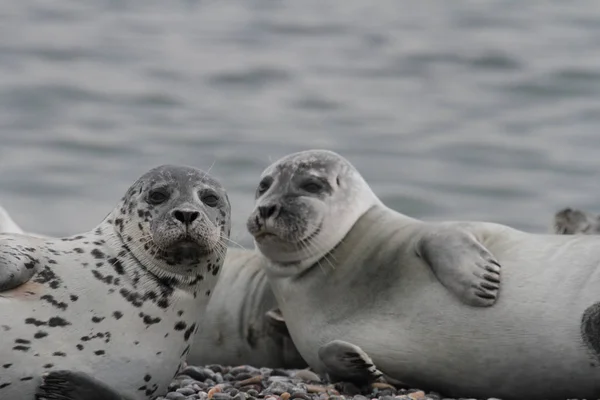 Zeehonden Het Kiezelstrand — Stockfoto