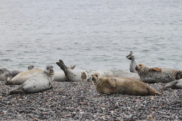 Zeehonden Het Kiezelstrand — Stockfoto