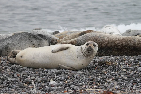 Zeehonden Het Kiezelstrand — Stockfoto